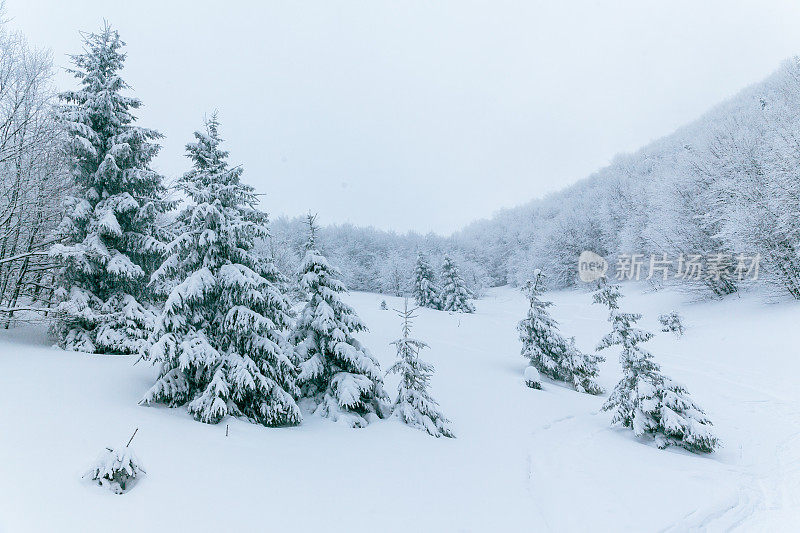 冬天的风景在雾与雪和树枝覆盖着白霜和冰冻的雪。高质量的照片