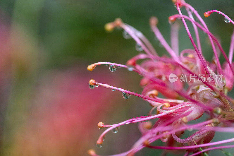 特写美丽的班克西亚花雨后，微距摄影，背景复制空间