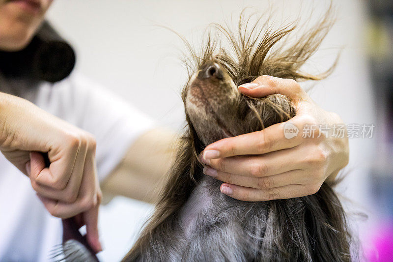 宠物美容师给狗梳毛的特写镜头
