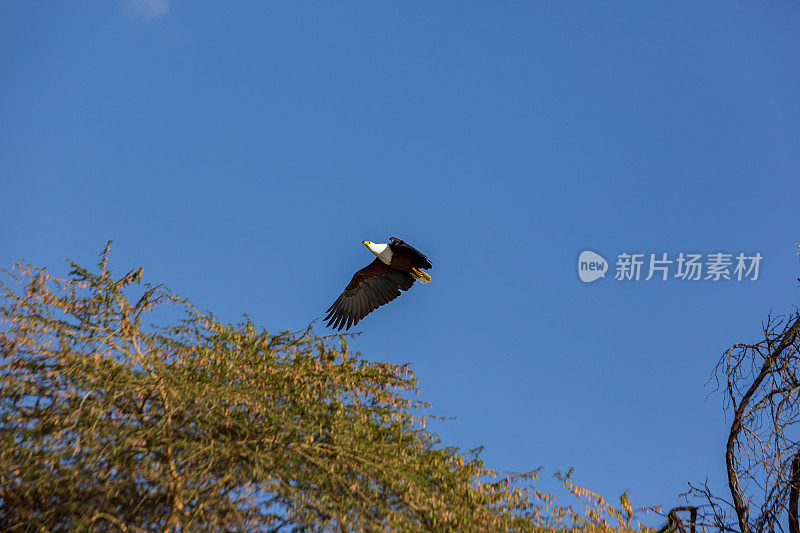 非洲鱼鹰