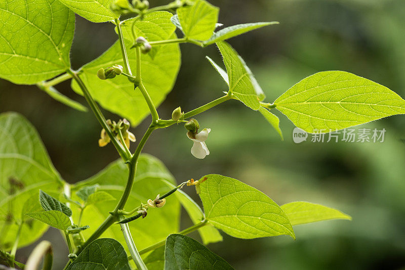 小豆荚在宏观近距离摄影