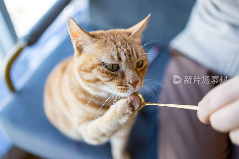 这位妇女正在喂小猫