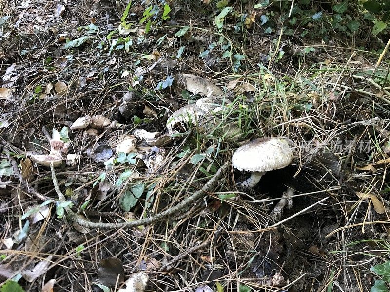 野外生长的蘑菇