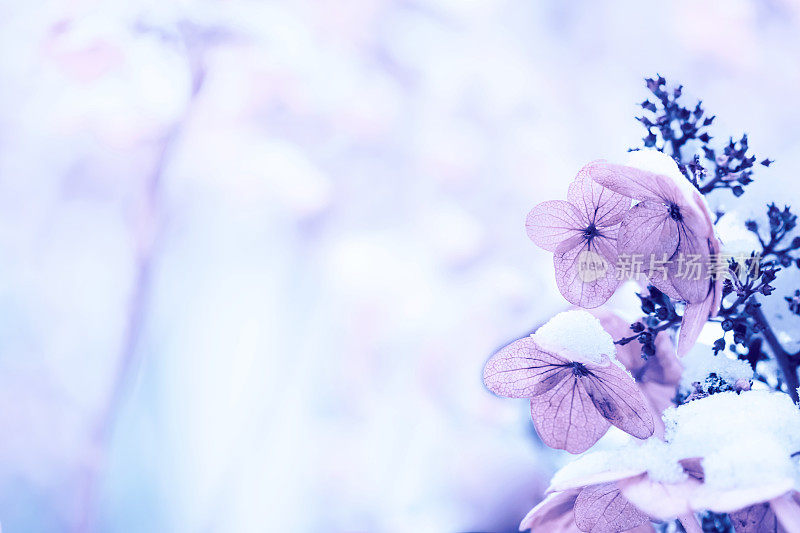 花下的雪