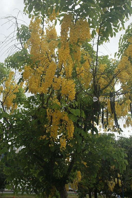 萨尔瓦多的金色雨树