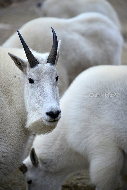 美国科罗拉多州埃文斯山的山羊看着相机