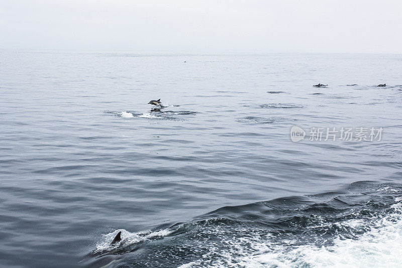 海峡群岛上的海豚从海里跳下来