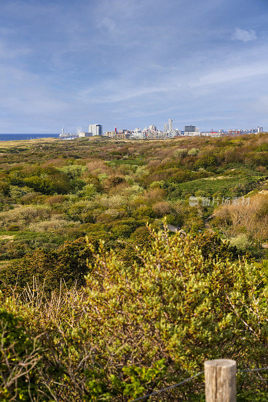 沿着海牙海岸的Westduinpark沙丘，背景是斯海弗宁根海滨度假胜地的天际线