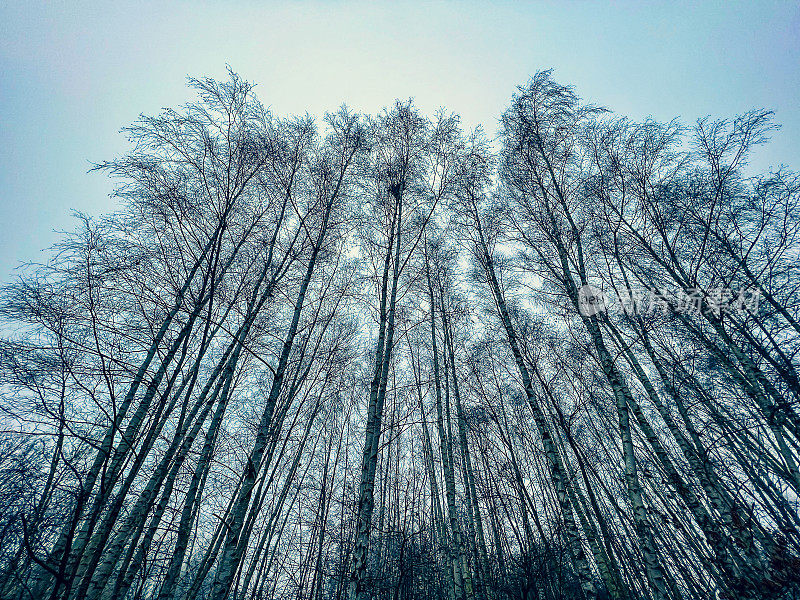 在冬天看光秃秃的树梢。