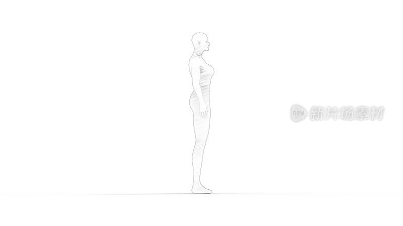 三维渲染的一个女性计算机模型孤立在白色背景