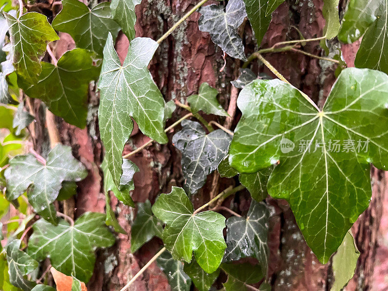 一棵长满绿色植物的湿树皮。