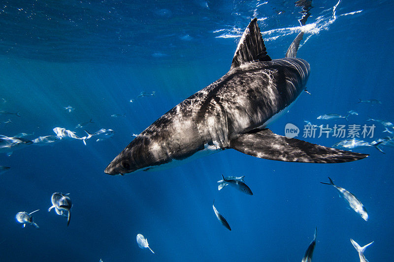 大白鲨是顶级掠食者，在海洋表面凶猛地游动