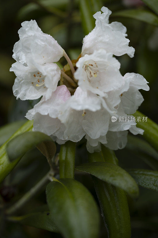 春末夏初雨后开花的彩色杜鹃花