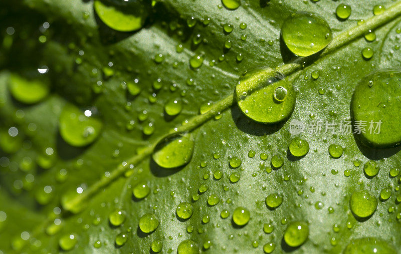 柠檬叶子上的雨滴