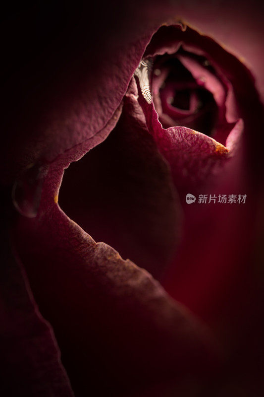 近距离拍摄美丽的暗红玫瑰，极端的微距镜头与软和非常浅的景深。