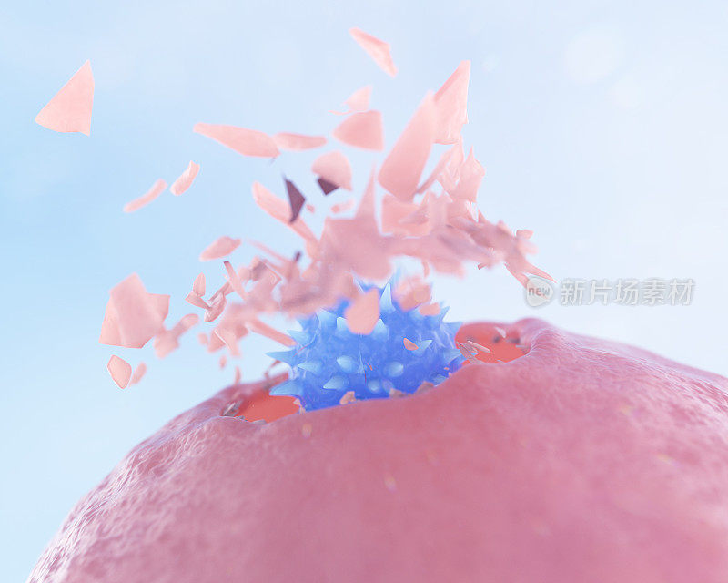 NK细胞(自然杀伤细胞)攻击癌细胞