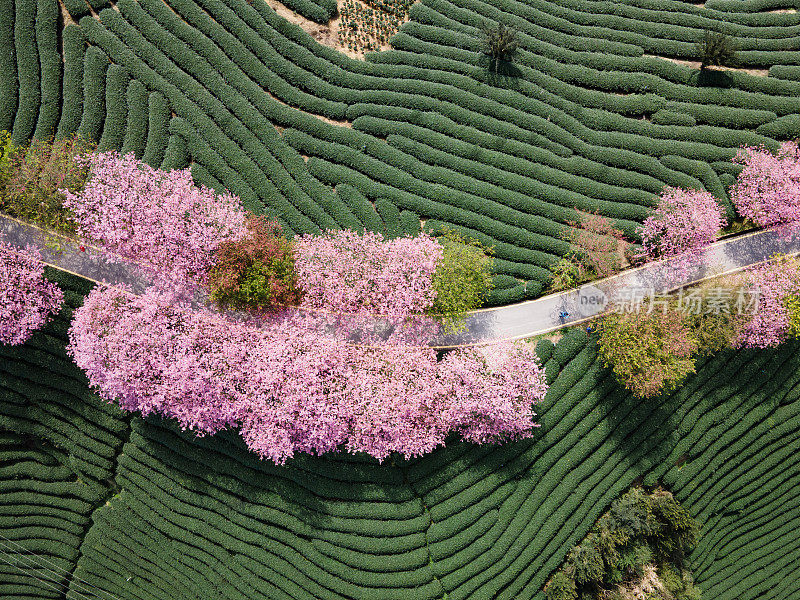 俯瞰樱花盛开的茶园