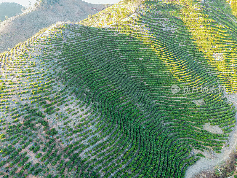 茶，茶园，茶树