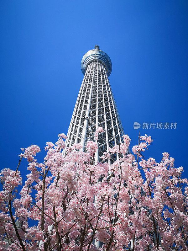 樱花盛开的东京摩天大楼