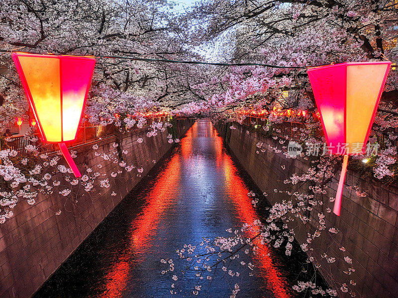 樱花黄昏，东京。日本