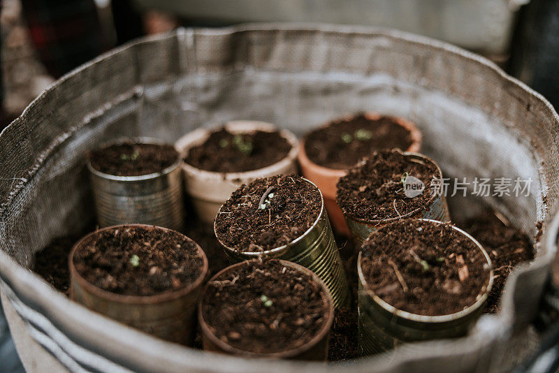 预先种植的植物，准备种植在温室里