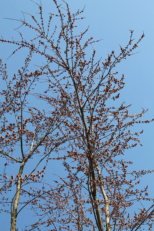 开花的宏，糖精或银枫树对蓝天