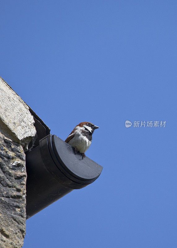 春天的家麻雀