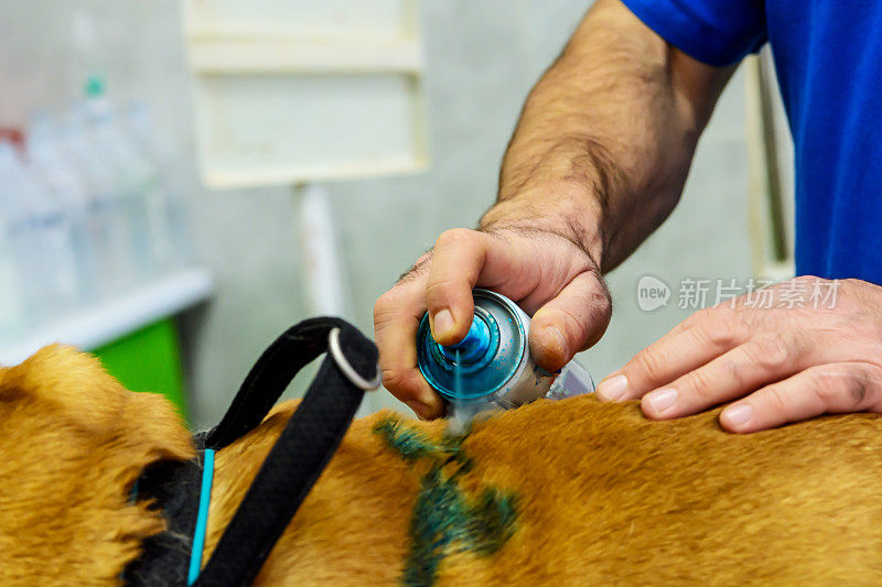 当医生使用抗生素喷雾剂时，一只生病的狗正准备动手术。