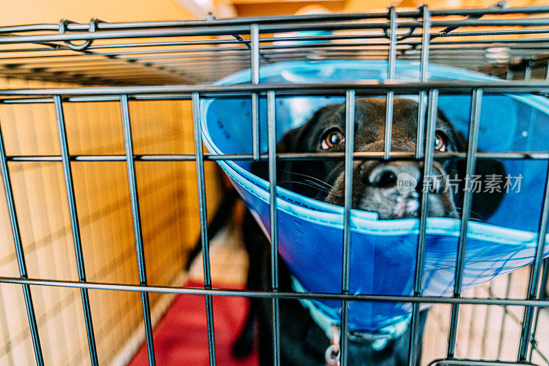 可爱的黑色拉布拉多6个月大的小狗戴着蓝色的“羞耻锥”在铁笼中，从绝育或绝育手术中恢复