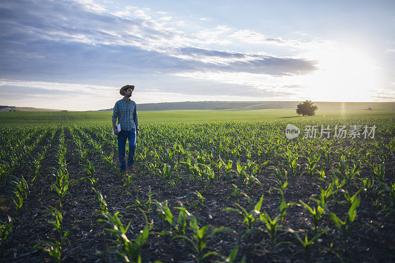 年轻的农民走在他的玉米地里。