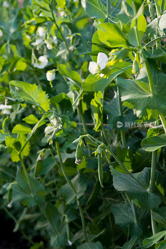 加拿大的菜园――在傍晚的阳光下，豌豆荚和植物上的花朵