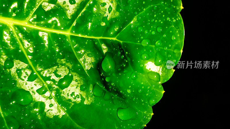 在雨季潮湿植物叶子的特写