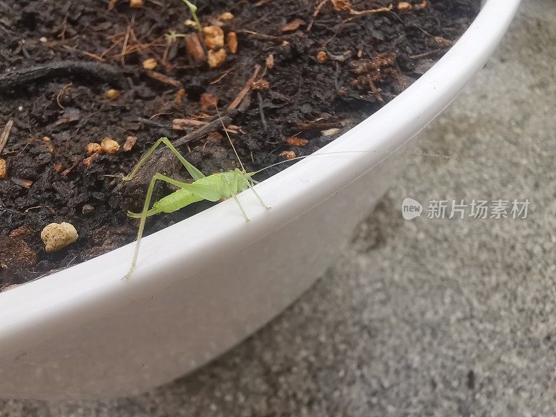 薄荷草蚱蜢休息在一个白色花盆旁边的棕色土壤