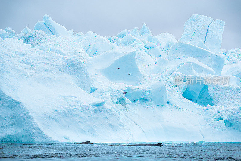 格陵兰岛海岸附近，冰山在平静的海面上漂浮，两头鲸鱼在水中游动