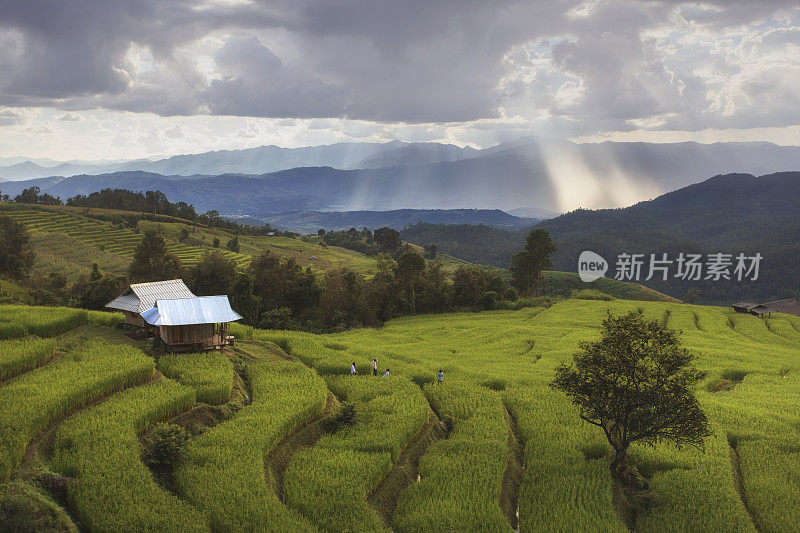 泰国清迈省帕蓬坪谷农村地区的水稻梯田。