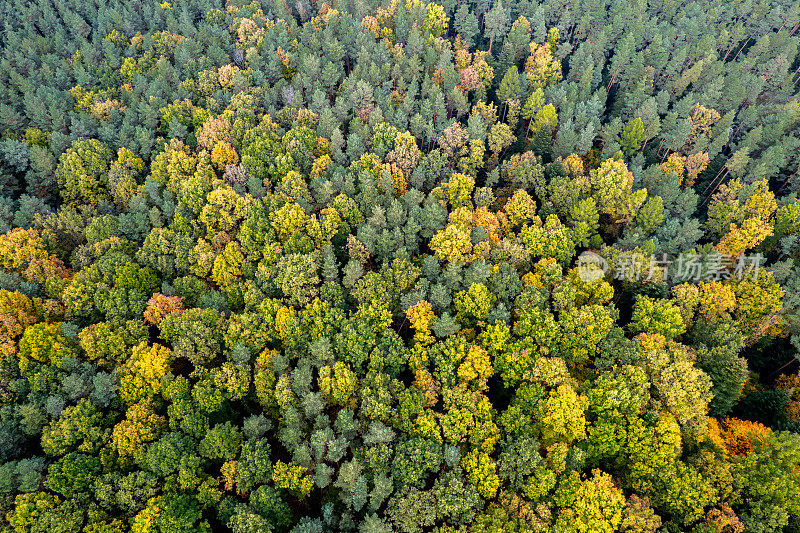 上面五颜六色的秋天森林，这是用无人机拍摄的。自然季节性景观背景。