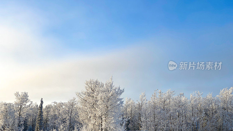 阿拉斯加树上的雪