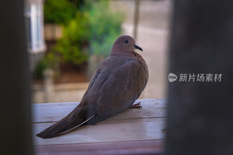 鸽子回头看着镜头