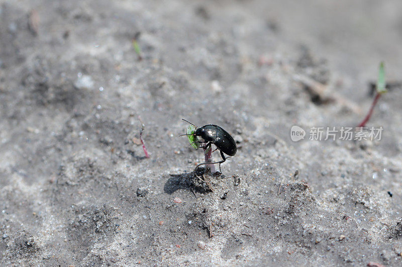 一种土甲虫属的甲虫(土甲虫属，地甲虫)，正在吃农田里的一株幼苗。作物的寄生虫。