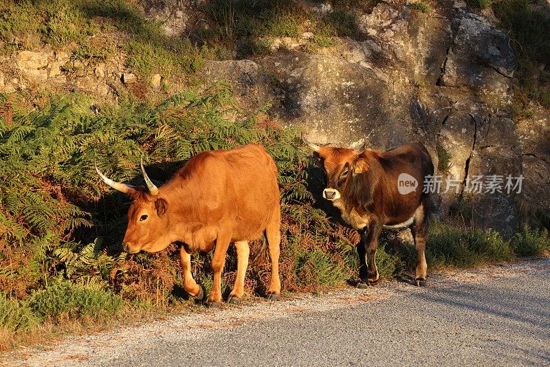 Maronesa牛是一种传统的葡萄牙山地牛品种，其肉质和牵引力非常好。葡萄牙佩内达-热尔斯国家公园