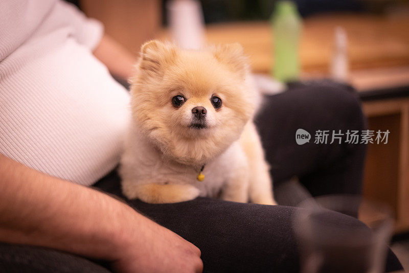 靠近可爱的博美犬坐在主人的腿上，在家里