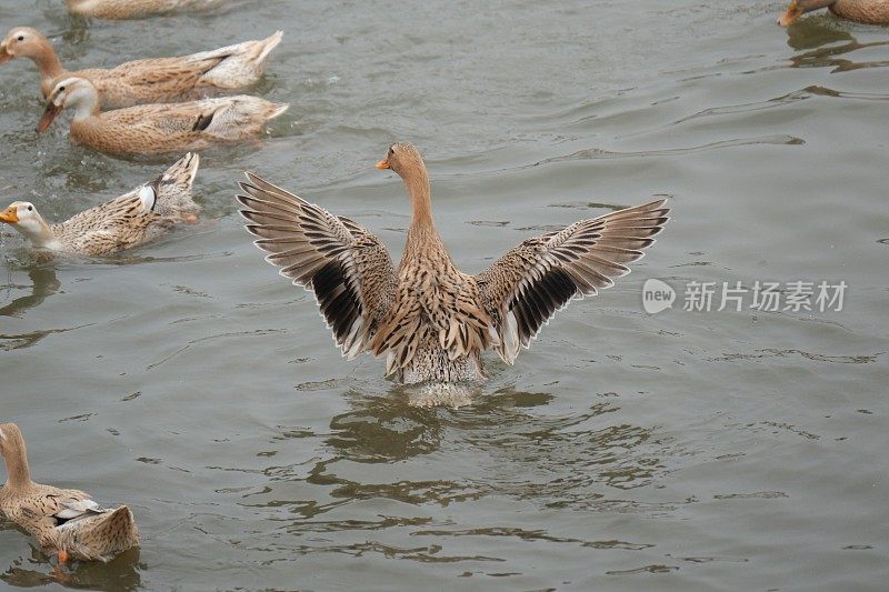鸭子在池塘里拍打着翅膀