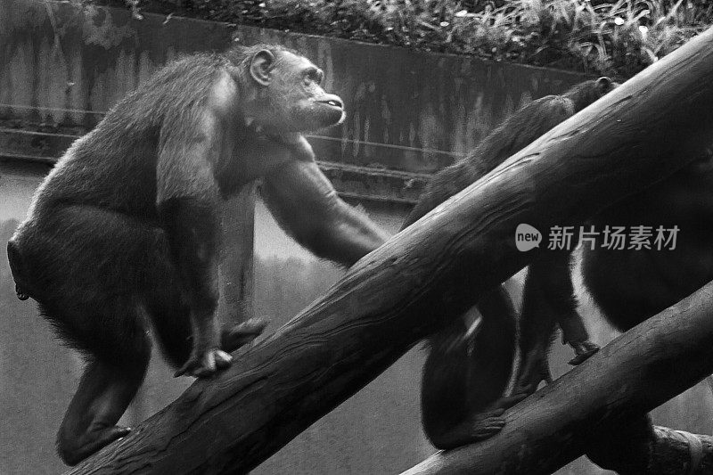猴子-黑猩猩-树木区域-森林-花园-公园-野生动物-自然-黑色和白色