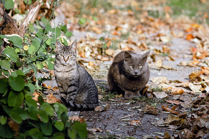 两只流浪猫在外面享受阳光