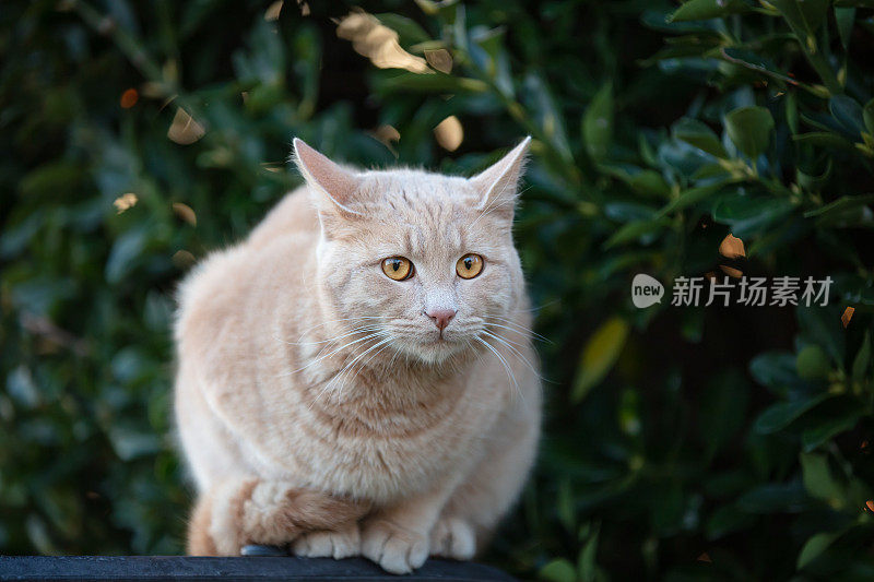 黄色的流浪猫的肖像与黄色的眼睛。