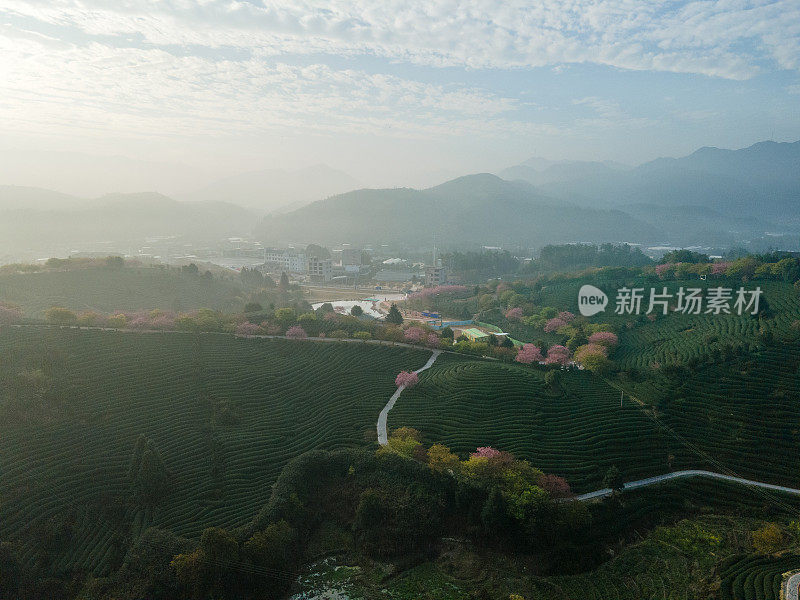 樱桃有机茶山鸟瞰图