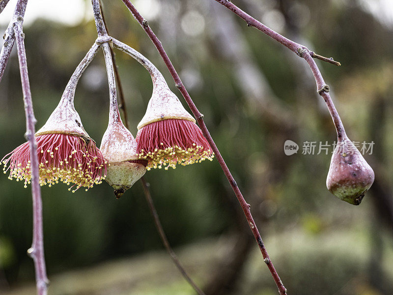 闭合精致的开花胶