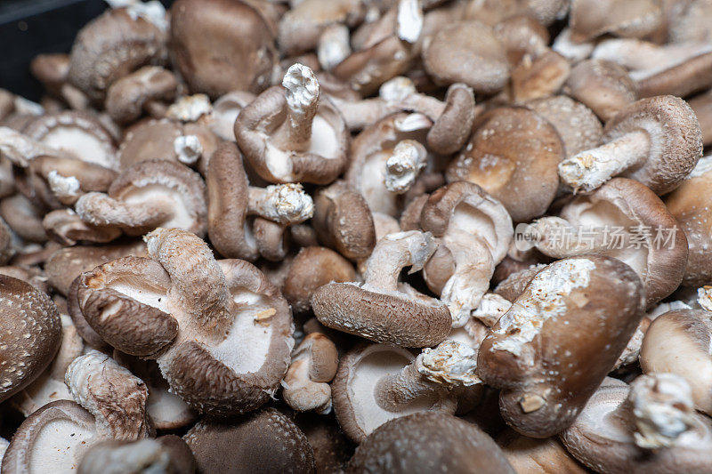 食用蘑菇采摘的特写镜头