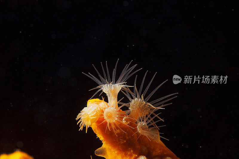 海洋生物黄色软珊瑚与海绵共生关系水生生物水肺潜水员的观点