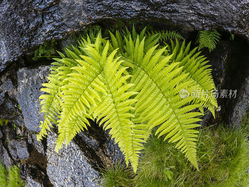 山里的野花